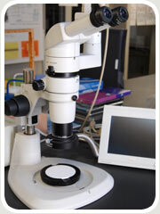 実体顕微鏡Stereoscopic microscope
